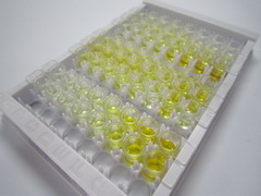 ELISA Kit for Peptidyl Arginine Deiminase Type II (PADI2)