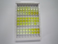 ELISA Kit for Peptidyl Arginine Deiminase Type III (PADI3)