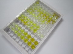ELISA Kit for Tryptophan Hydroxylase 1 (TPH1)