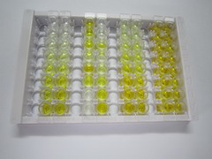 ELISA Kit for Trichohyalin (TCHH)