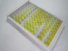 ELISA Kit for TNF Receptor Associated Factor 3 (TRAF3)