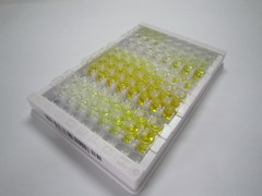 ELISA Kit for Secretagogin (SCGN)