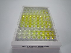 ELISA Kit for Uromodulin (UMOD)