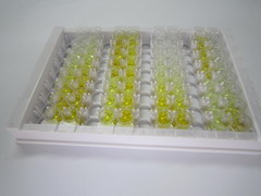 ELISA Kit for Preferentially Expressed Antigen In Melanoma (PRAME)