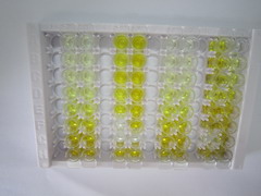 ELISA Kit for Nicotinamide-N-Methyltransferase (NNMT)