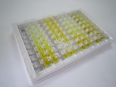 ELISA Kit for NFKB Activating Protein (NKAP)