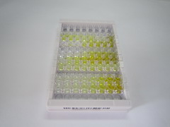 ELISA Kit for Maternal Embryonic Leucine Zipper Kinase (MELK)
