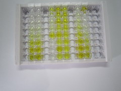 ELISA Kit for Guanylate Cyclase 1 Beta 3 (GUCY1b3)