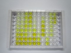 ELISA Kit for Calprotectin (CALPRO)