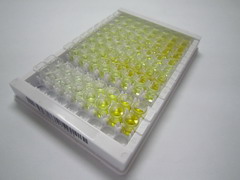 ELISA Kit for Delta Like 1 Homolog (dLK1)