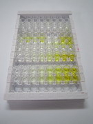 ELISA Kit for Transformer 2 Beta (TRA2b)