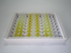 ELISA Kit for Potassium Inwardly Rectifying Channel Subfamily J, Member 10 (KCNJ10)