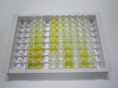 ELISA Kit for Dihydrodiol Dehydrogenase 2 (DDH2)