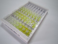 ELISA Kit for Mannose Receptor C Type 1 Like Protein 1 (MRC1)