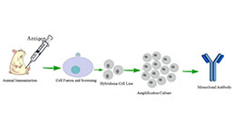 Monoclonal Antibody Customized Service