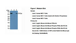 Phosphorylated Antibody Customized Service