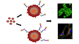 Immunocytochemistry (ICC) Experiment Service