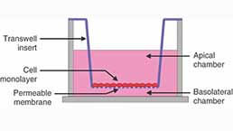 Cell Function Experiment Service