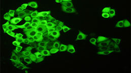 Immunofluorescence (IF) Experiment Service