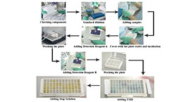 ELISA / CLIA Experiment Service