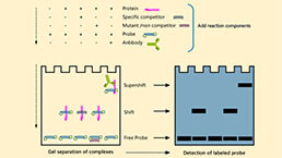 Electrophoretic Mobility Shift Assay (EMSA) Experiment Service