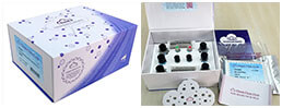 ELISA Kit for Amyloid Beta Peptide 1-42 (Ab1-42)