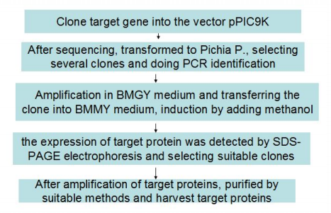 Improved Yeast Expression System