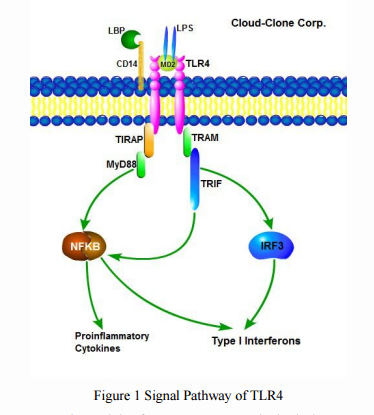 TLR4-Receptor of LPS of Bacteria