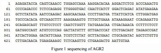 Anterior gradient protein 2 homolog (AGR2)