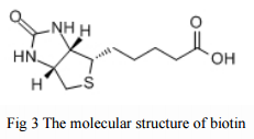The coupling modification of gABA