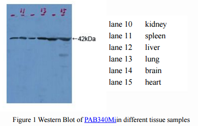 Antibodies specific to internal control protein from Cloud-Clone Corp.