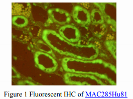 Fluorescent Antibodies from Cloud-Clone Corp.