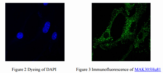 Fluorescent Antibodies from Cloud-Clone Corp.