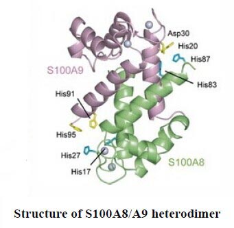Calprotectin-A heterodimeric complex composed by S100A8/S100A9