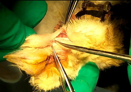 Rabbit Model for Tendon Damage (TD)