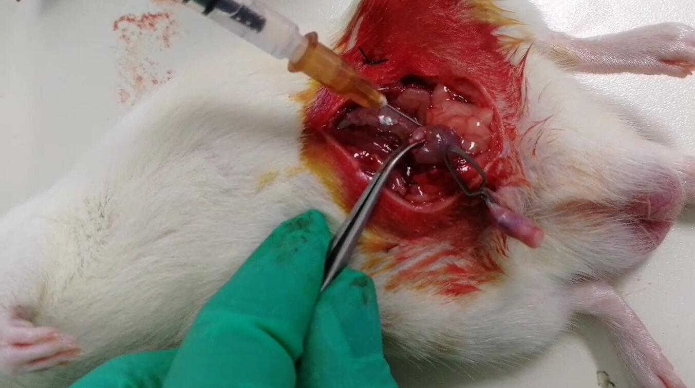 Rat Model for Acute Pyelonephritis (AP)