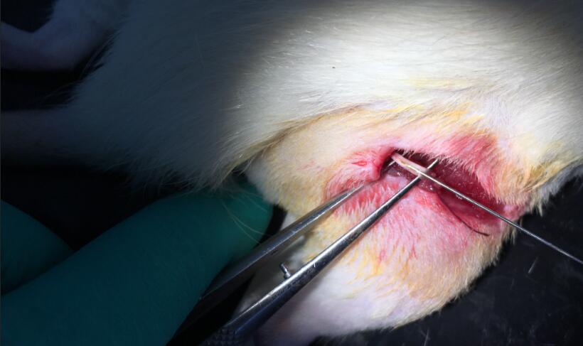 Retrograde tracing of sciatic nerve by fluoro-gold